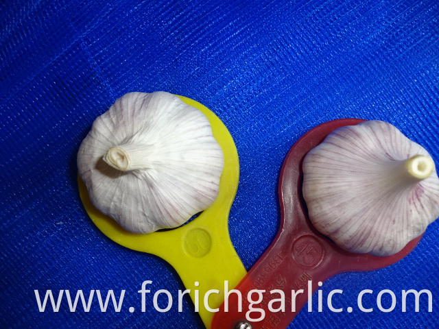 Normal White Garlic